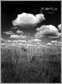 Limited edition print of the everglades