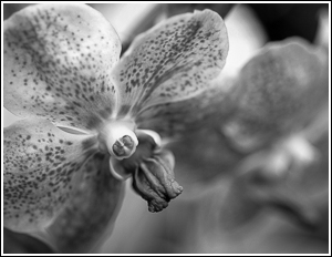 Orchid