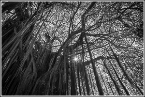 Banyan 