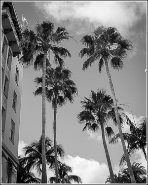 Palms